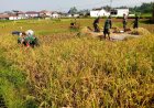 Wujudkan progam pemerintah Koramil 14 Madukara membantu proses panen padi bersama petani