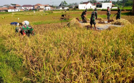 Wujudkan progam pemerintah Koramil 14 Madukara membantu proses panen padi bersama petani