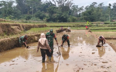 Sukseskan Program Unggulan KASAD Babinsa Bantu Petani Olah Lahan untuk Tanam Padi