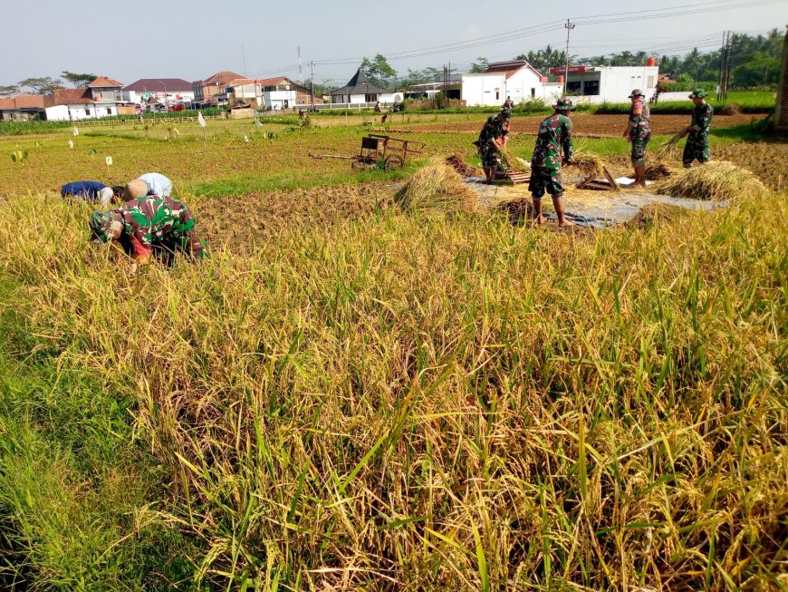 Wujudkan progam pemerintah Koramil 14 Madukara membantu proses panen padi bersama petani