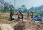 Dampingi Poktan Panen Padi Danramil 12 Sigaluh Dan Babinsa Turun Langsung Ke sawah