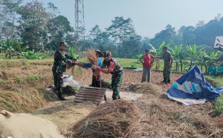 Dampingi Poktan Panen Padi Danramil 12 Sigaluh Dan Babinsa Turun Langsung Ke sawah