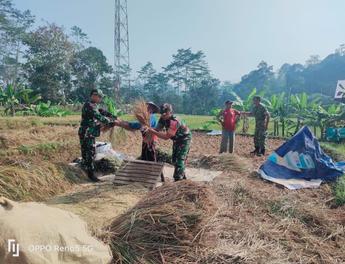 Dampingi Poktan Panen Padi Danramil 12 Sigaluh Dan Babinsa Turun Langsung Ke sawah