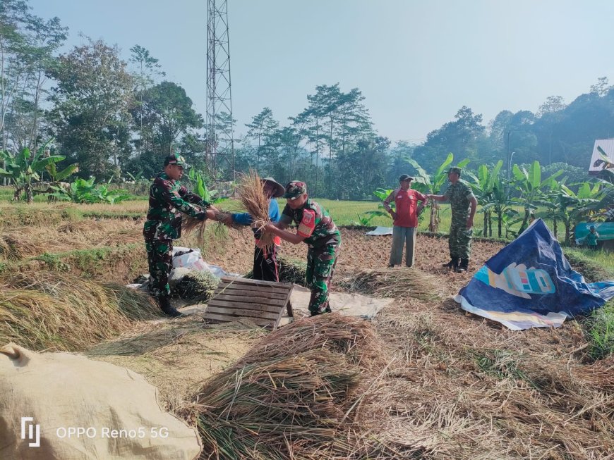 Dampingi Poktan Panen Padi Danramil 12 Sigaluh Dan Babinsa Turun Langsung Ke sawah